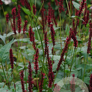 Persicaria a. 'Vesuvius' GM P9