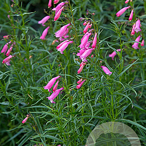 Penstemon 'Evelyn' GM P9