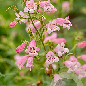 Penstemon 'Evelyn' GM P9