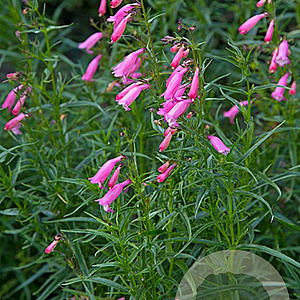 Penstemon 'Evelyn' GM P9