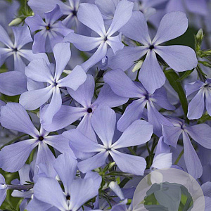 Phlox div. 'Clouds of Perfume' GM P9