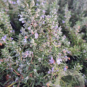Rosmarinus off. 'Capri' GM P9