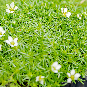 Sagina subulata GM P9