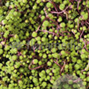 Sedum album GM P9