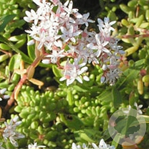 Sedum album GM P9