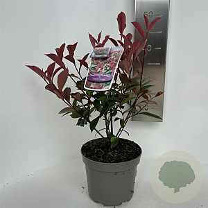 Photinia fraseri Carré Rouge 20-30 cm 2,0L