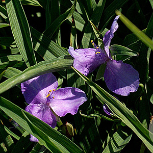 Tradescantia (A) 'Charlotte' GM P9