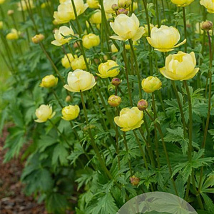 Trollius 'Cheddar' GM P9