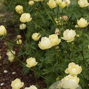 Trollius 'Cheddar' GM P9