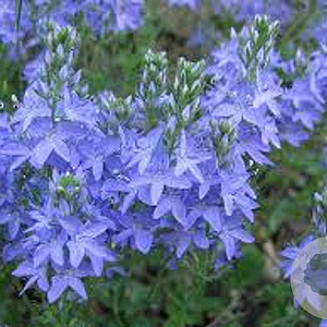 Veronica austriaca GM P9