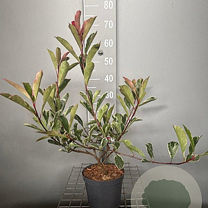 Photinia fraseri Pink Marble 30-40 cm 3,0L
