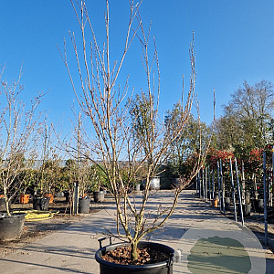 Cornus k. 'Milky Way' 175-200 cm container meerstammig