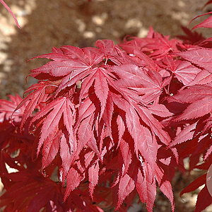 Acer pal. 'Oregon Sunset' 100-125 cm 50L