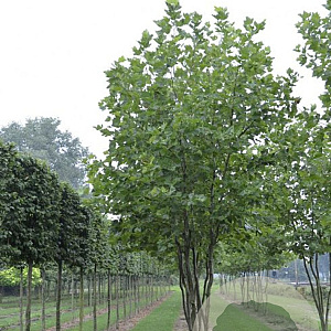 Platanus hispanica 450-500 cm draadkluit meerstammig