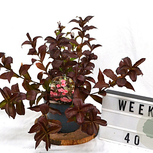 Weigela 'Minuet' 40-60 cm 3,0L