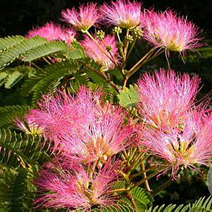 Albizia julibr. 'Pos 1' 100-125 cm 7,5L solitair