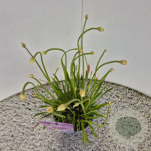 Allium 'Millenium' 25-30 cm C1.5