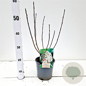 Aronia prunifolia 'Viking' 40-50 cm 2,5L