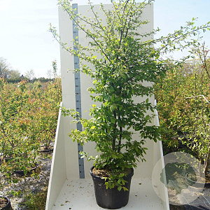 Carpinus betulus 200-250 cm cont. 55L meerstammig
