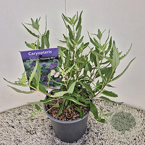 Caryopteris cland. 'Heavenly Blue' 30-35 cm 2,5L