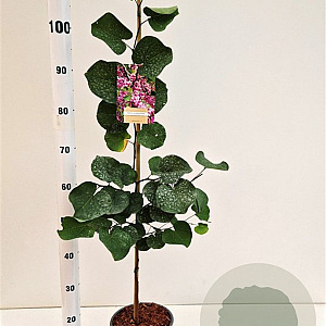 Cercis siliquastrum 80-100 cm 3,0L