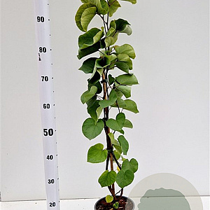 Cercis siliquastrum 80-100 cm 3,0L