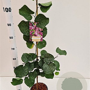 Cercis siliquastrum 80-100 cm 3,0L