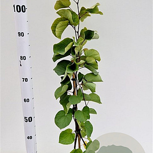 Cercis siliquastrum 80-100 cm 3,0L