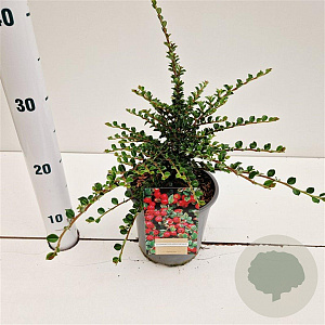 Cotoneaster horizontalis 25-30 cm C1.5