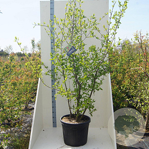 Cornus mas 175-200 cm cont. 55L meerstammig
