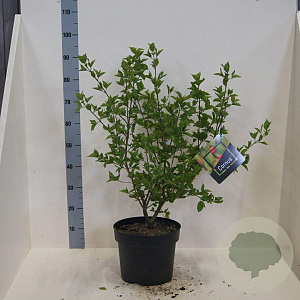 Cornus mas 60-80 cm 10L meerstammig