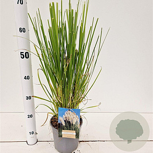 Cortaderia selloana 40-50 cm 2,5L