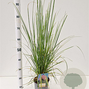 Cortaderia s. 'Rosea' 40-50 cm 2,5L