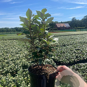 Elaeagnus ebbingei 40-50 cm 3,0L