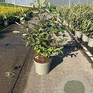 Elaeagnus ebbingei 40-50 cm 5,0L