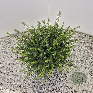 Erica darl. 'Ghost Hills' 10-15 cm C1.5