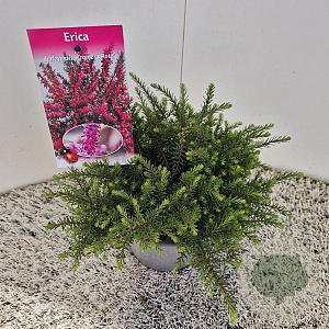 Erica darl. 'Kramer's Rote' 10-15 cm C1.5