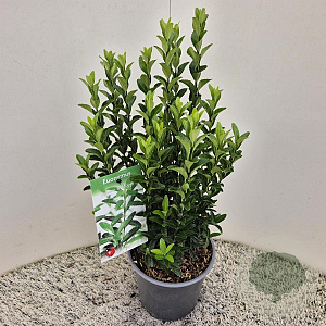 Euonymus jap. 'Green Spire' 25-30 cm 2,5L