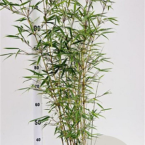 Fargesia robusta 'Campbell' 60-80 cm 5,0L