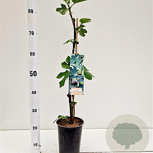 Ficus car. 'Brown Turkey' 40-50 cm rozenpot 3L