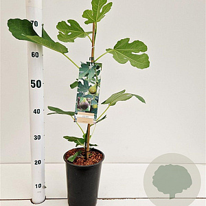 Ficus car. 'Brown Turkey' 40-50 cm rozenpot 3L