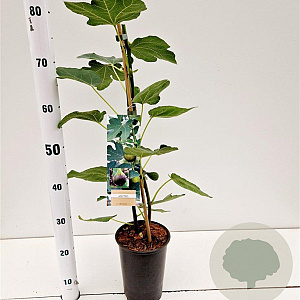Ficus car. 'Brown Turkey' 40-50 cm rozenpot 3L