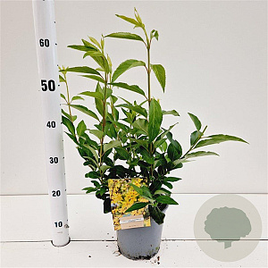 Forsythia int. 'Lynwood' 40-50 cm 2,5L