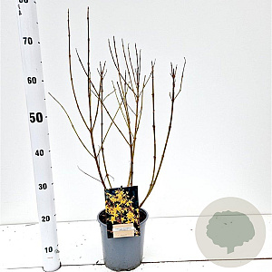 Forsythia int. 'Spectabilis' 40-50 cm 2,5L