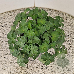 Geranium Dreamland 25 cm 2,5L