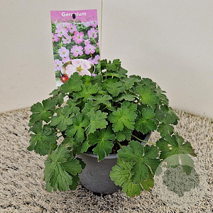 Geranium Dreamland 25 cm 2,5L