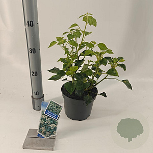 Hedera hel. 'Arborescens' 25-30 cm 2,0L