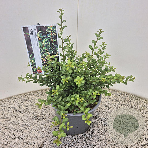 Ilex crenata 'Convexa' 25 cm 2,5L