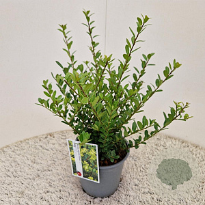 Ilex crenata 'Caroline Upright' 25 cm 2,5L
