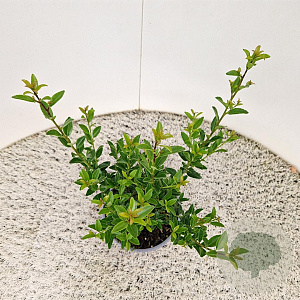 Ilex maximowicziana kanehirae 25-30 cm 2,5L